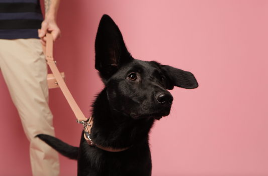 Fun facts on dogs - interesting trivia about our pet pals