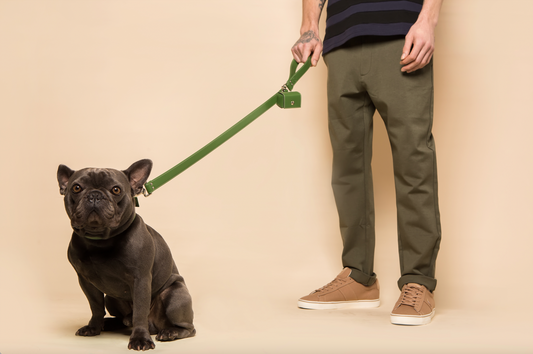 Sustainable pet parenting - ideas on more ethical options for your dog