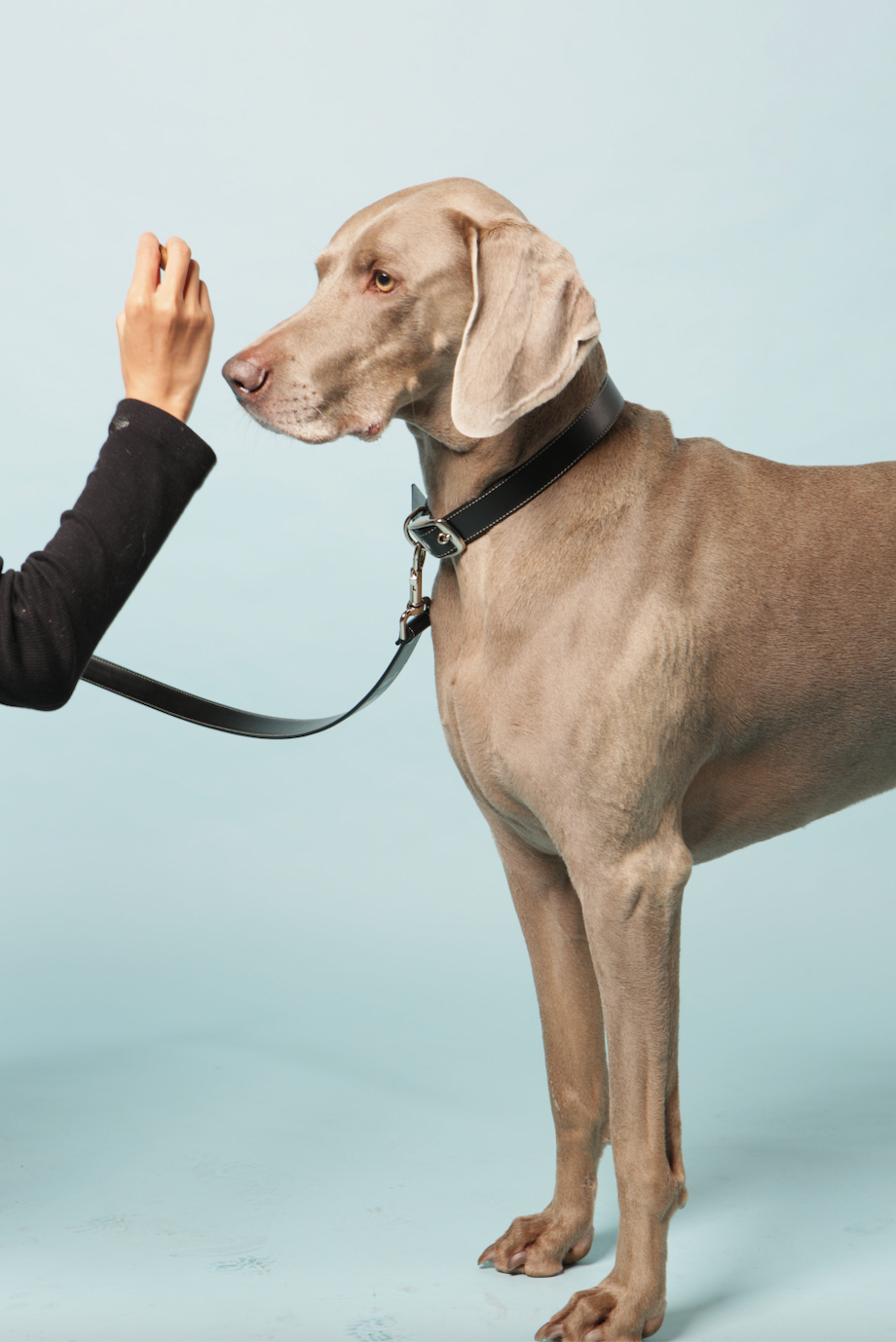 Ethical luxury dog lead for large dog breeds