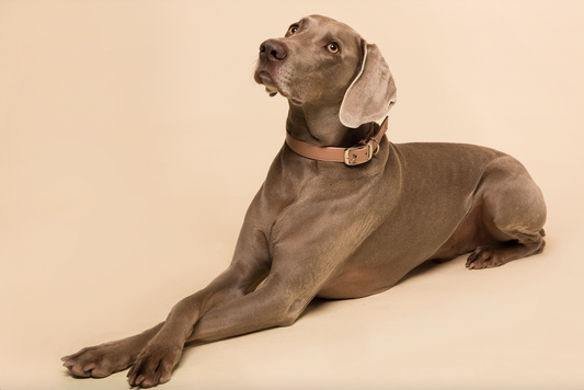 Selecting the perfect collar - dog collar size guide
