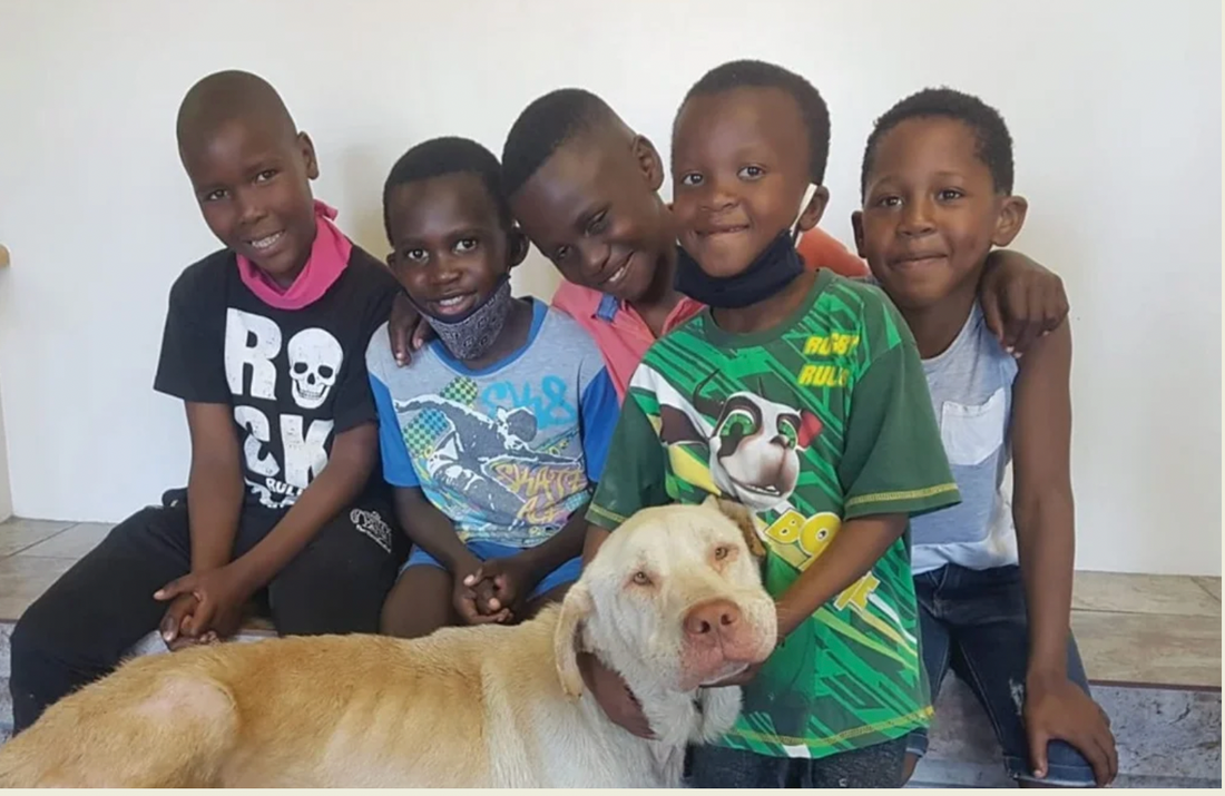 The Magnificent 5 – the amazing boys who rescued a dog in Cape Town