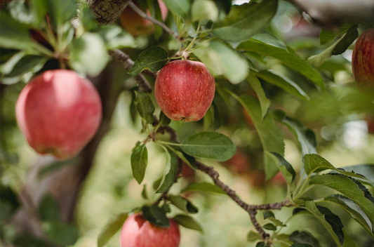 What is apple leather?