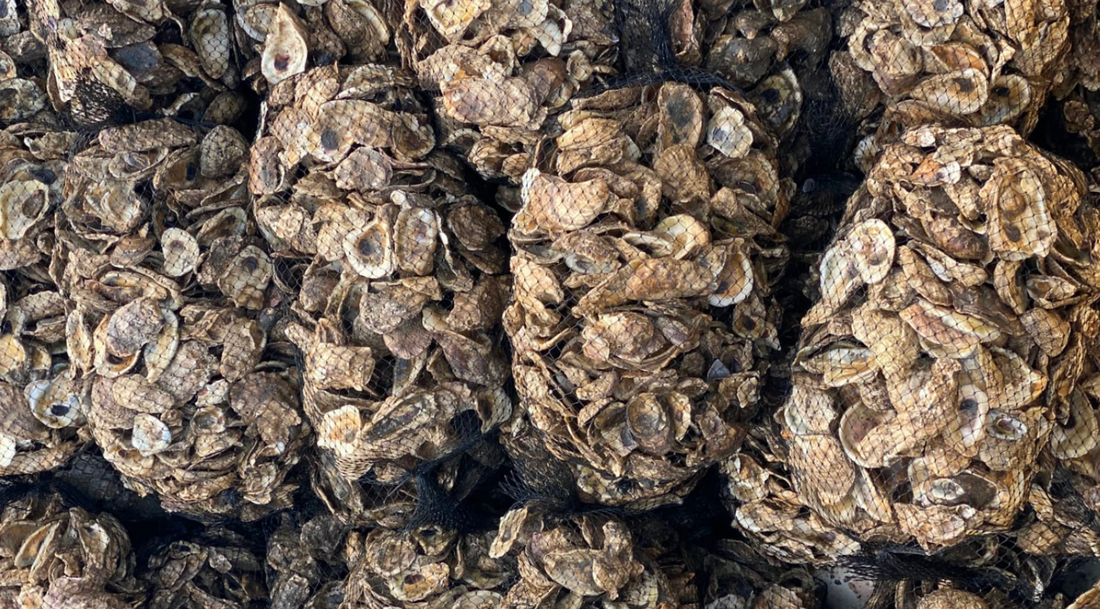 Sustainable dog poop bags made with oyster shell extract