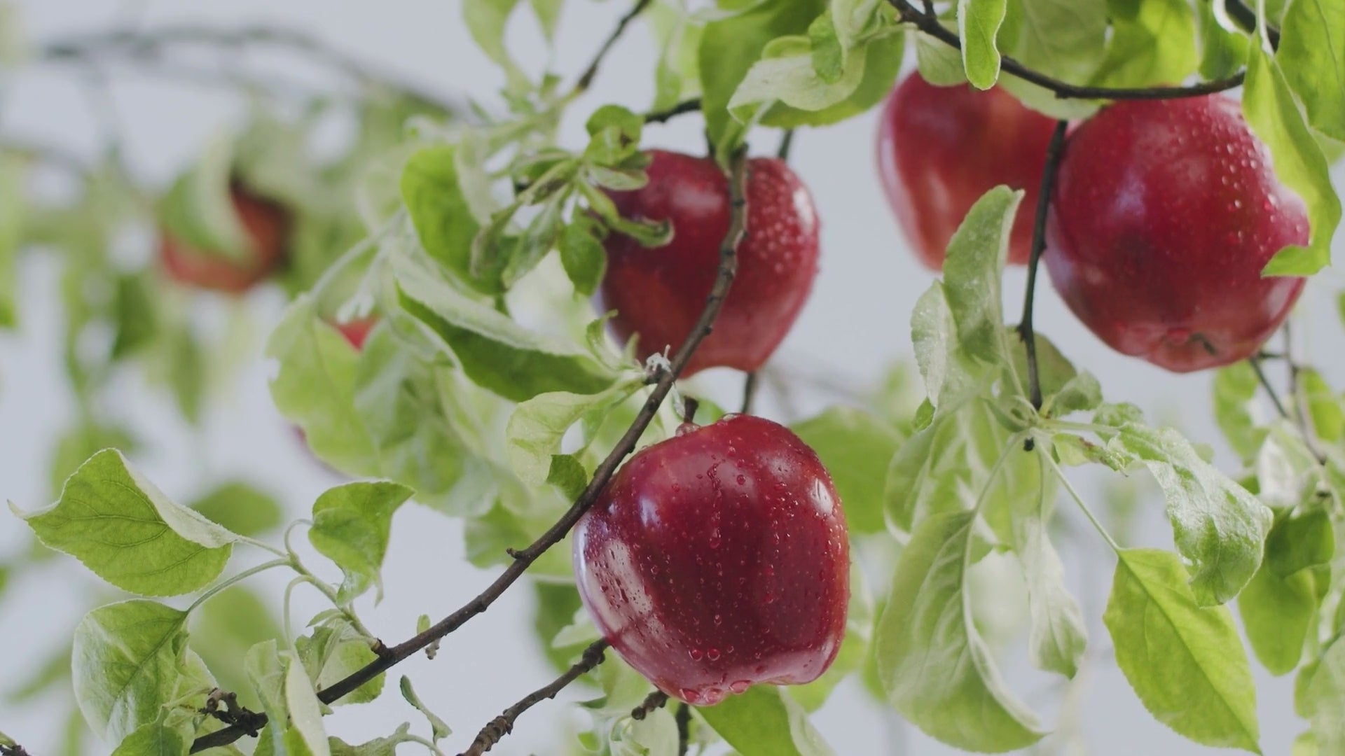 Load video: The product journey of how apple waste is transformed into dog collars and leads