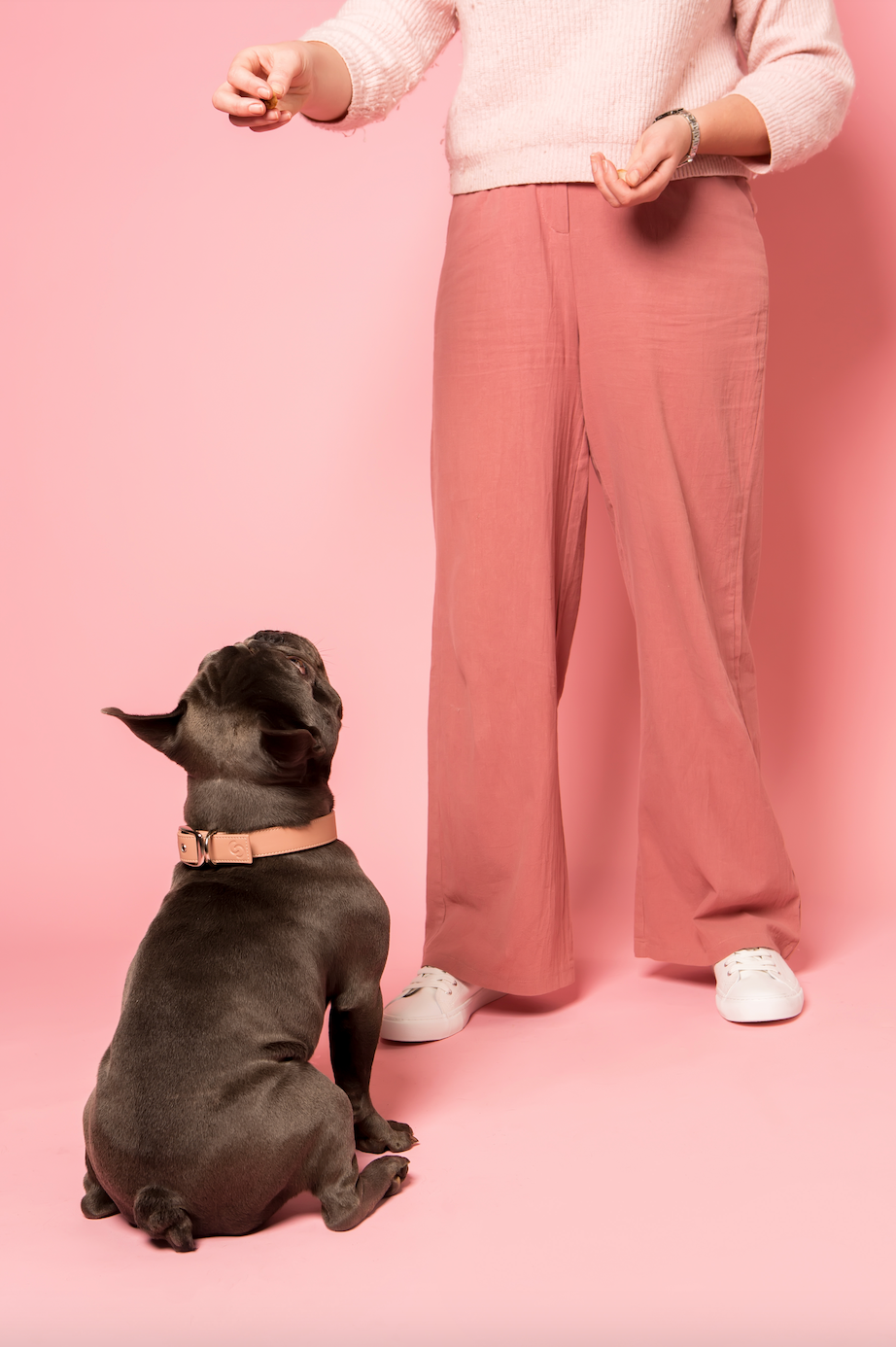 Skylos Collective apple leather dog collar on medium dog with model