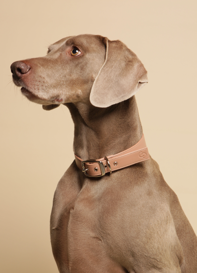 Skylos Collective extra large luxury dog collar. blush pink. Made in the UK with vegan apple leather