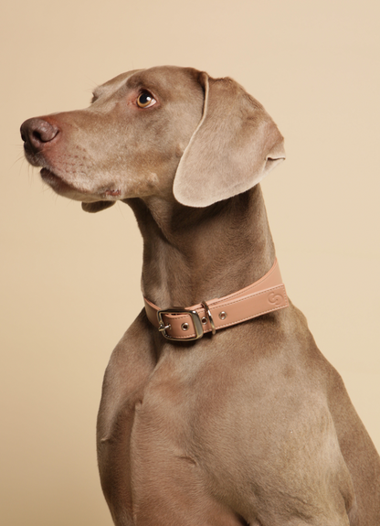 Skylos Collective extra large luxury dog collar. blush pink. Made in the UK with vegan apple leather