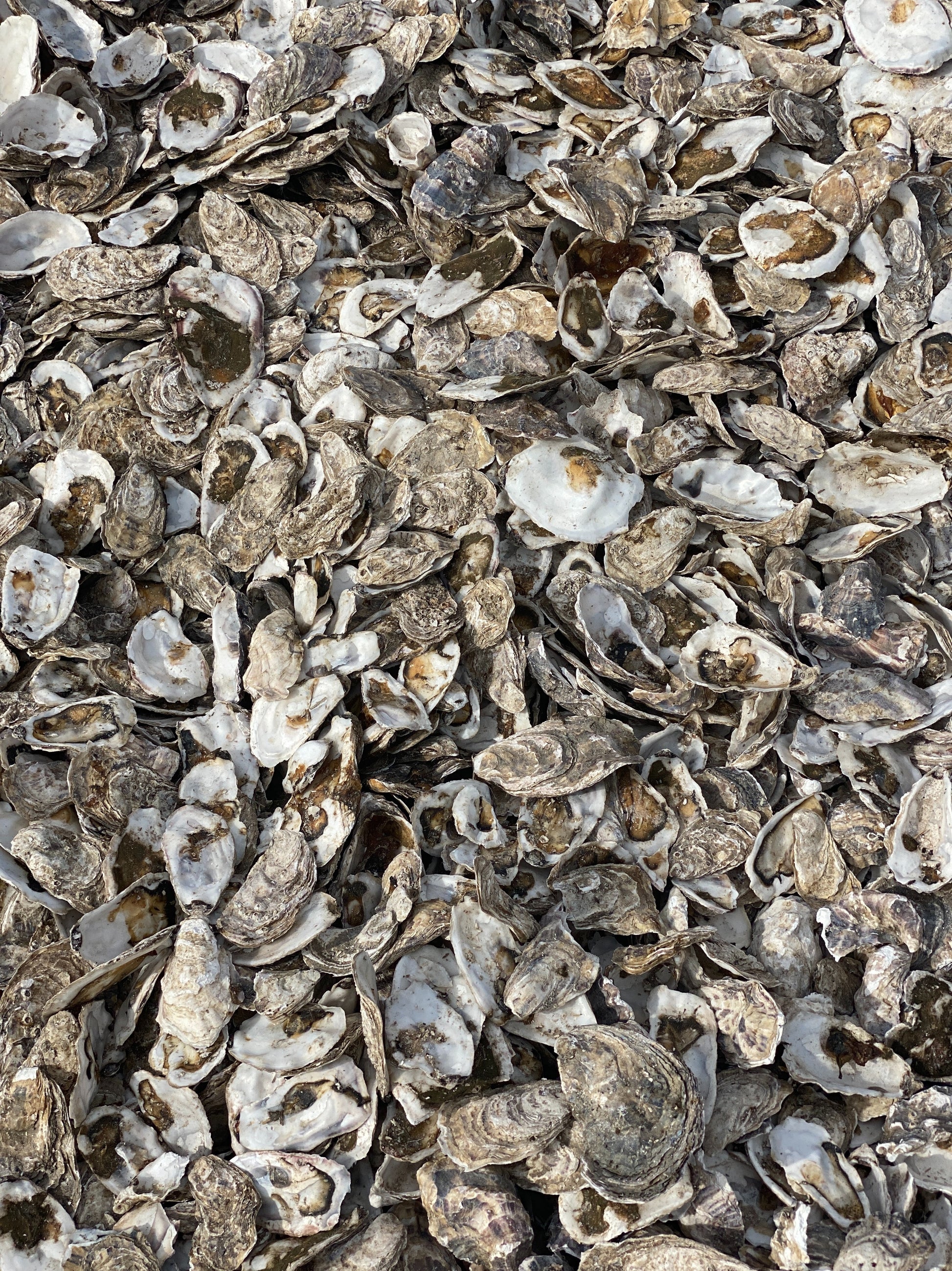 Oyster shell extract, used for making ethical and sustainable poo bags degradable